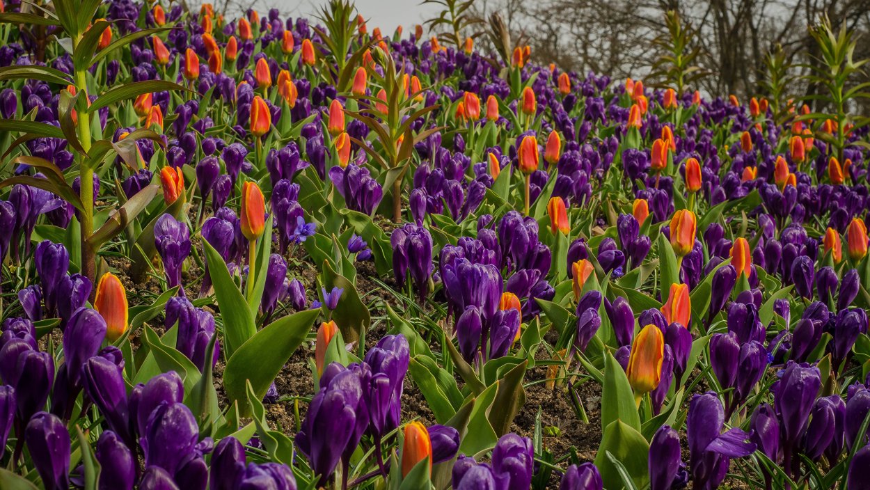 Весенняя клумба мускари гиацинт