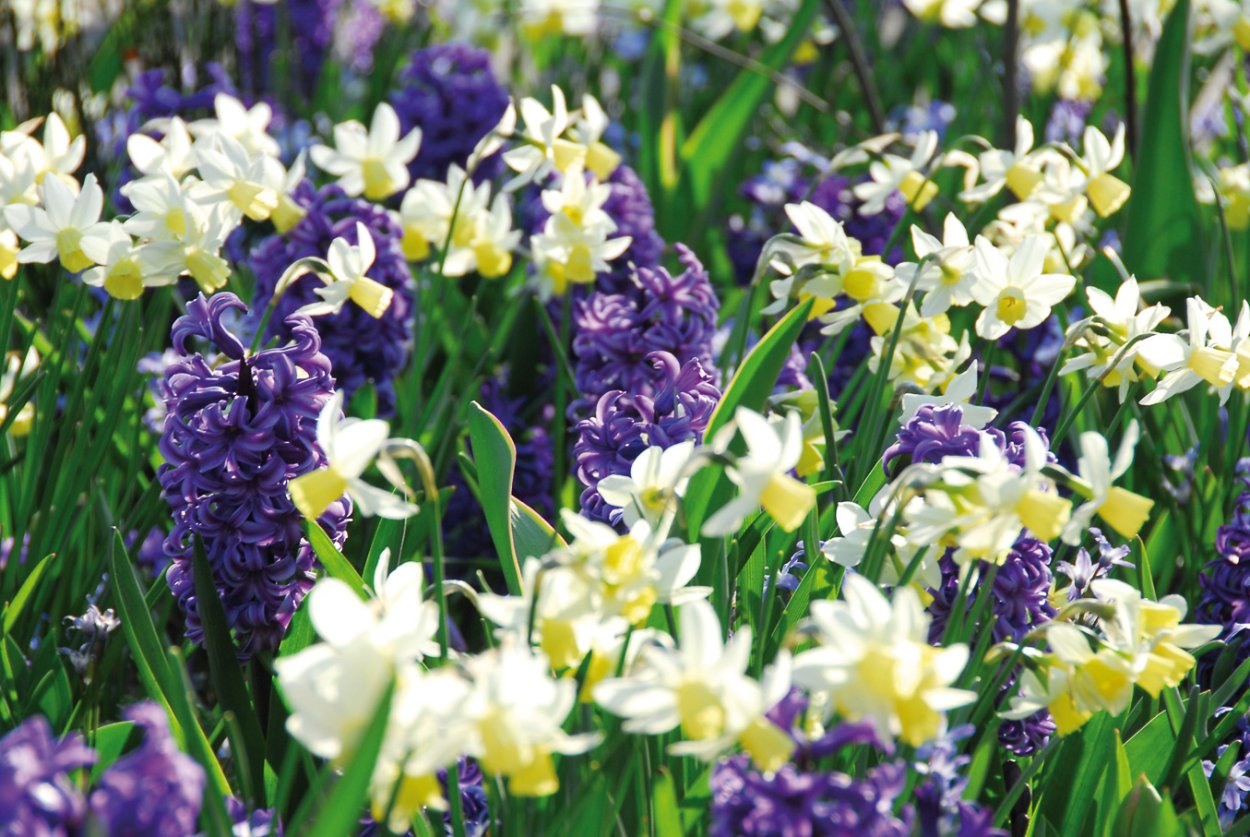 Тюльпаны и мускари и гиацинты