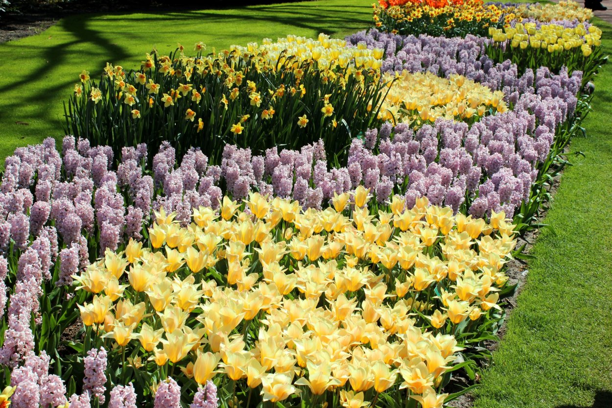 Мускари Крокус тюльпан гиацинт