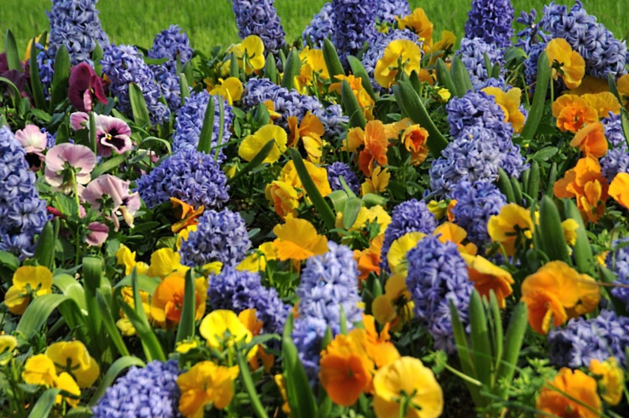 Кёкенхоф рабатка