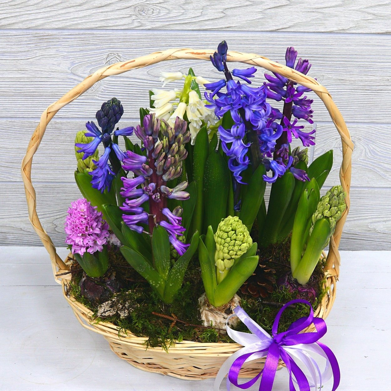 Стахис гиацинты