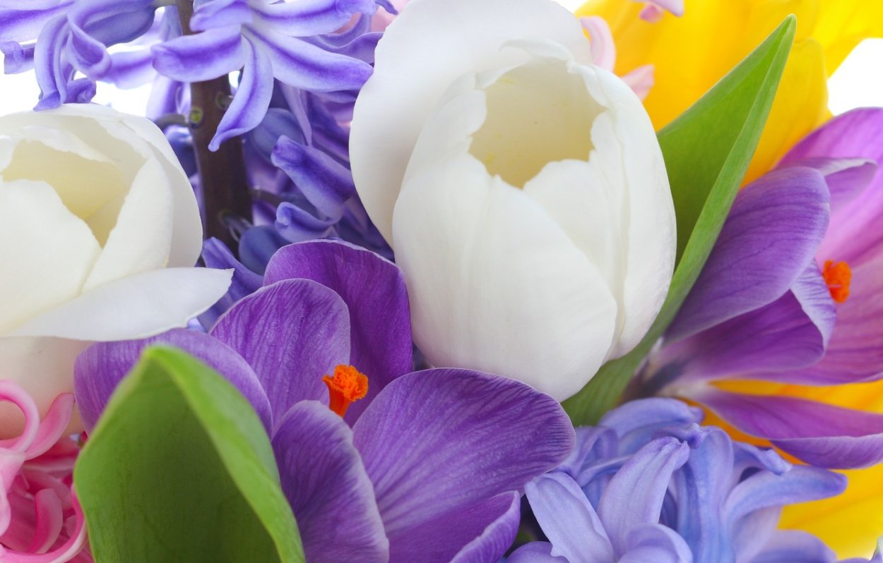 Мускари Крокус тюльпан гиацинт