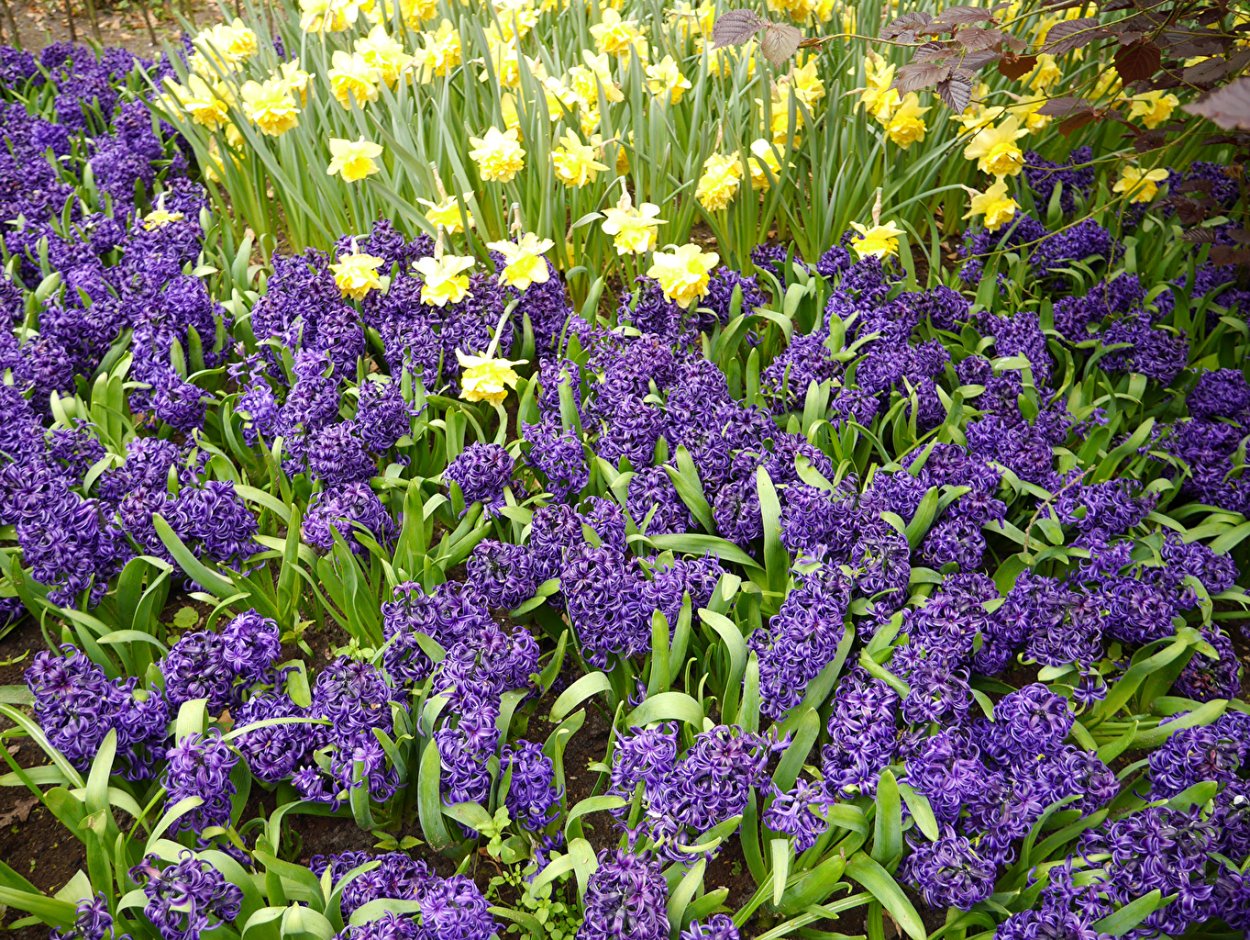 Букет "гиацинты и тюльпаны"