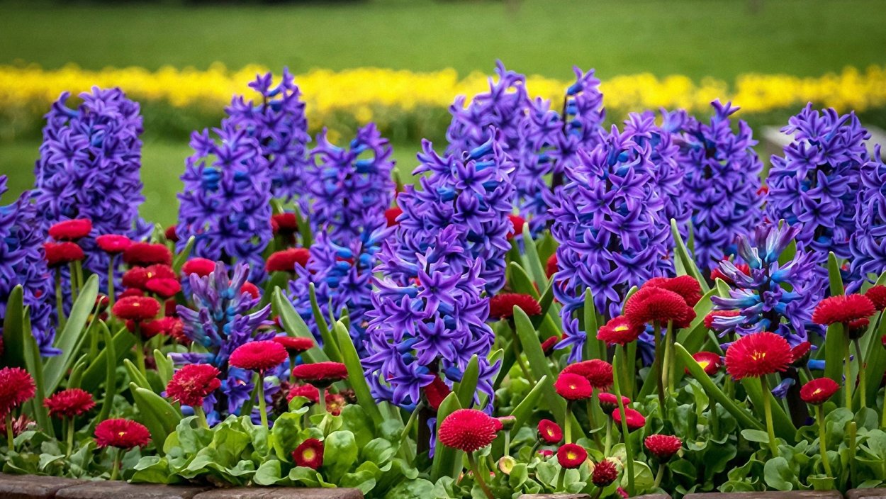 Тюльпаны и мускари и гиацинты