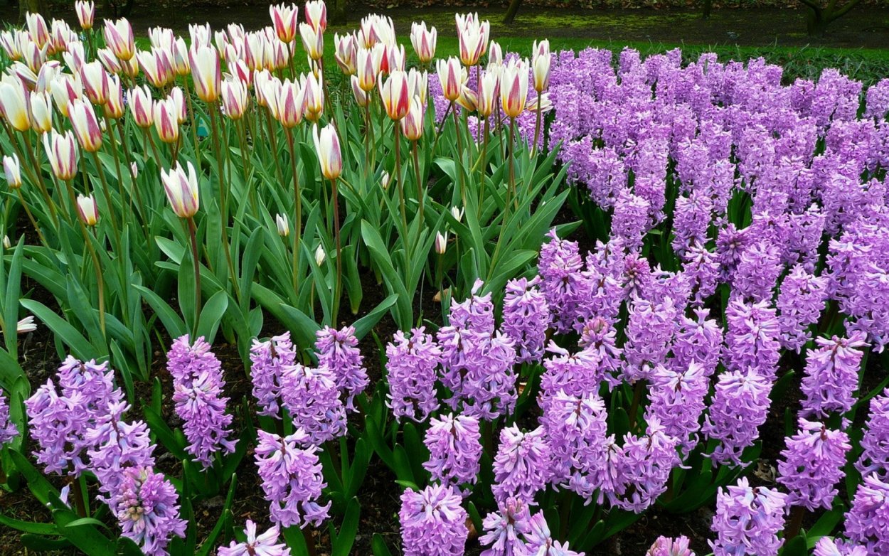 Крокусы и гиацинты