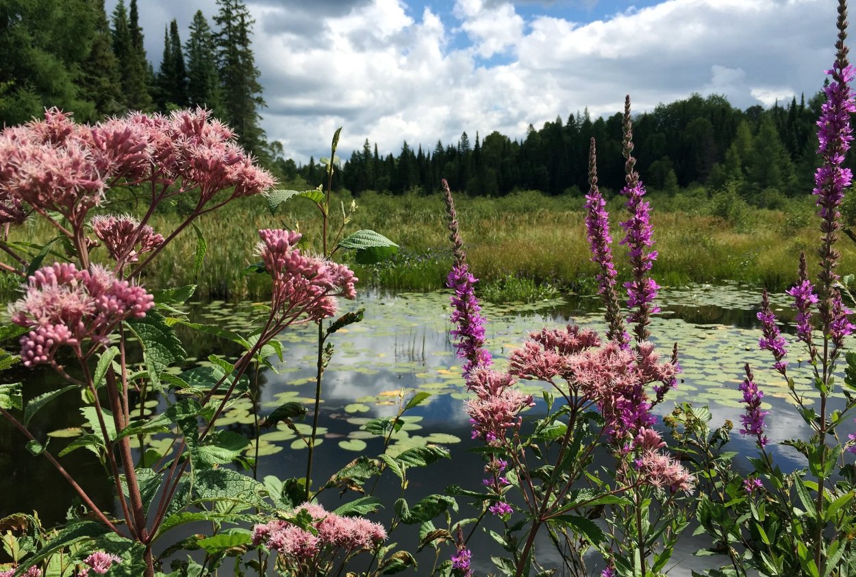 Болотные растения Урала