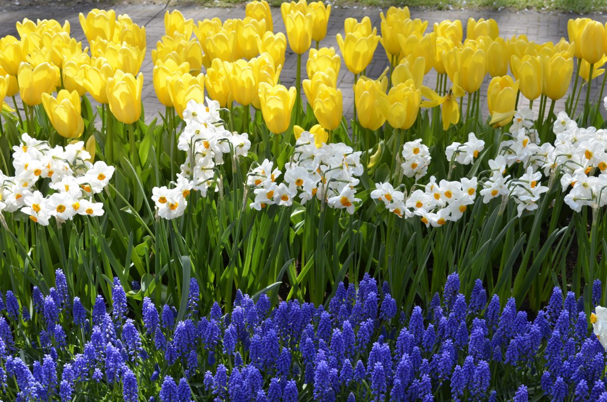 Гиацинты крокусы тюльпаны в горшке