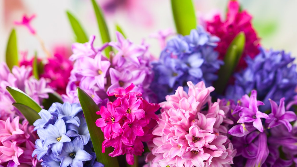 Крокусы и тюльпаны букет