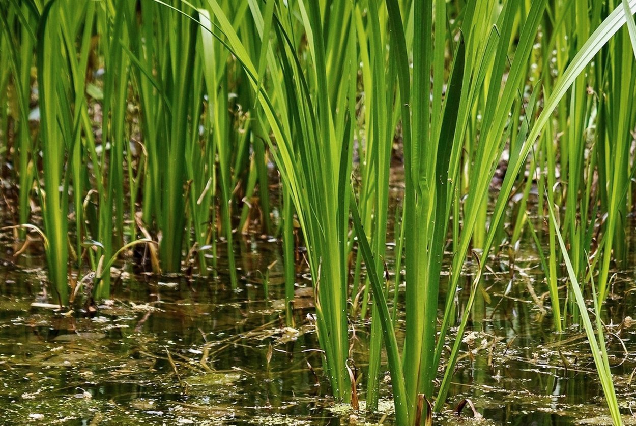 АИР болотный (Acorus Calamus)