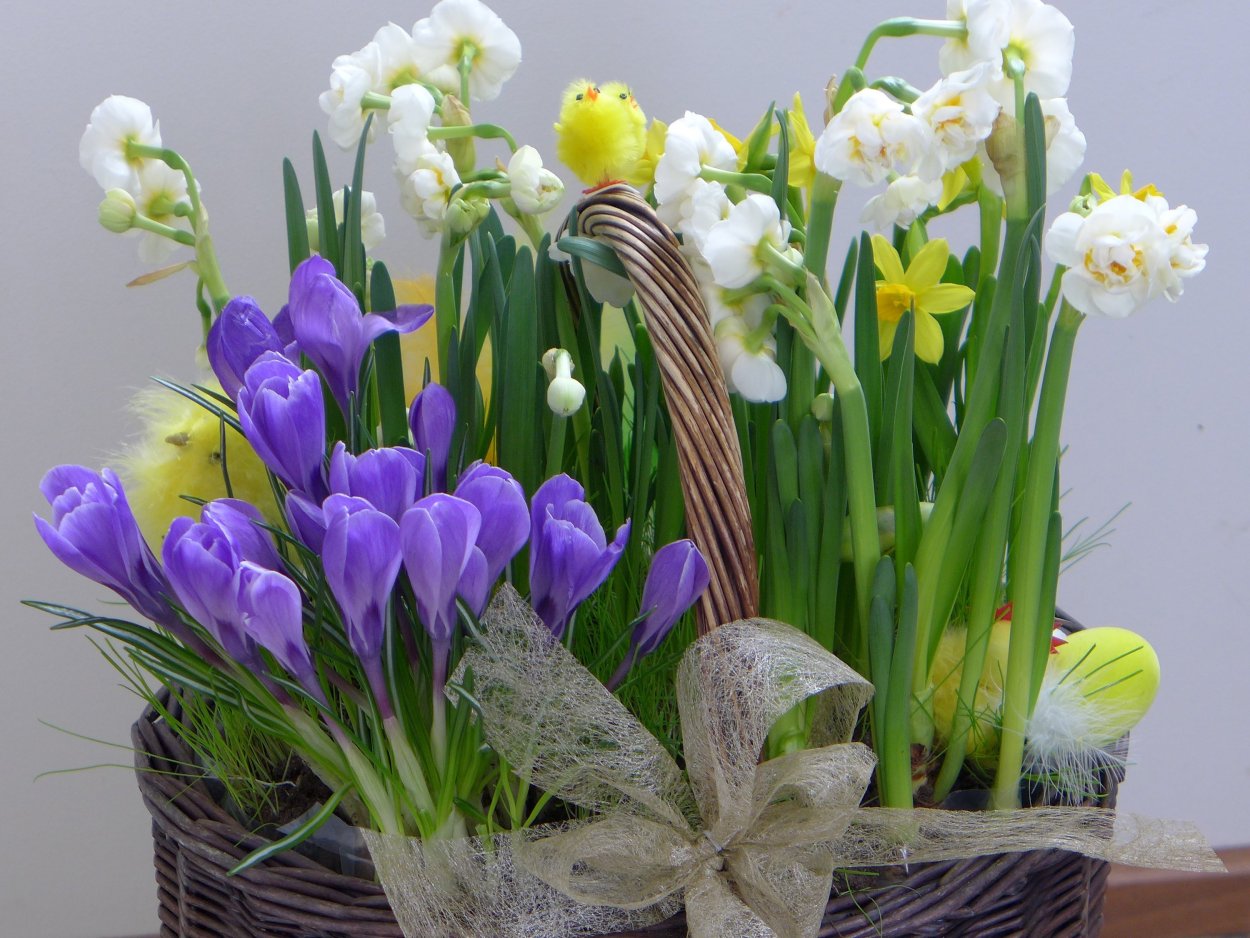 Тюльпаны крокусы гиацинты