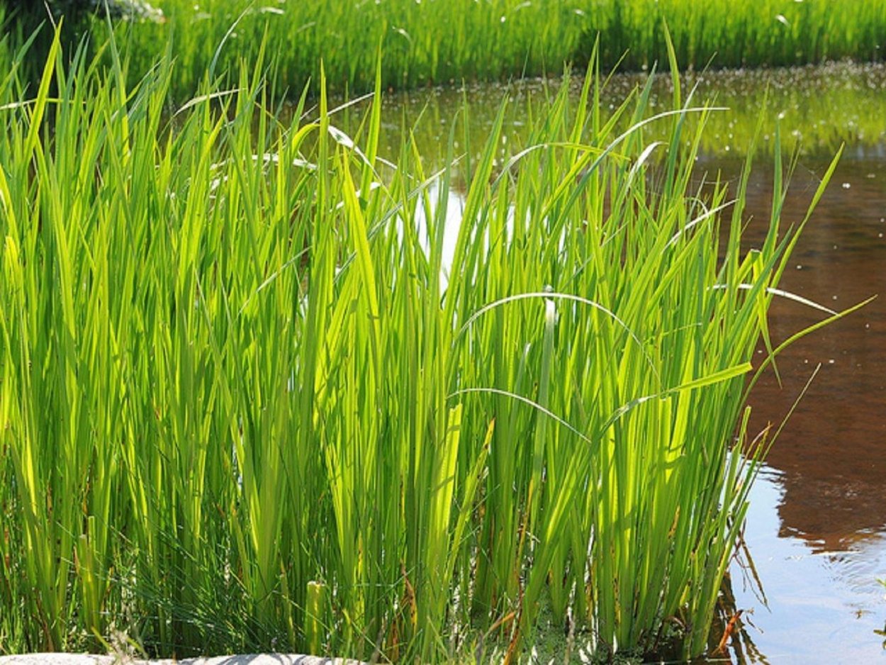 АИР болотный (Acorus Calamus)