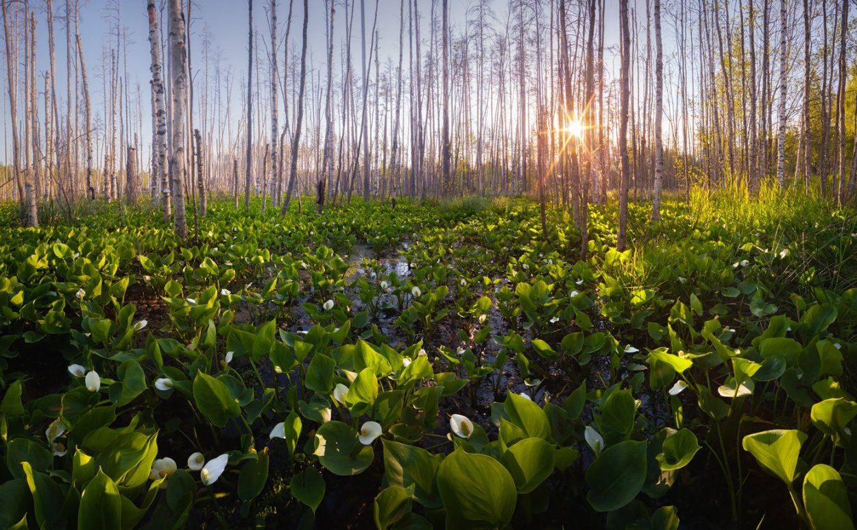 Багульник болотный листья
