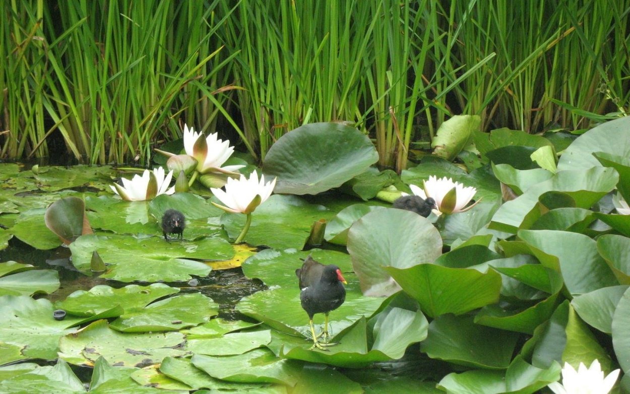 Растения болот