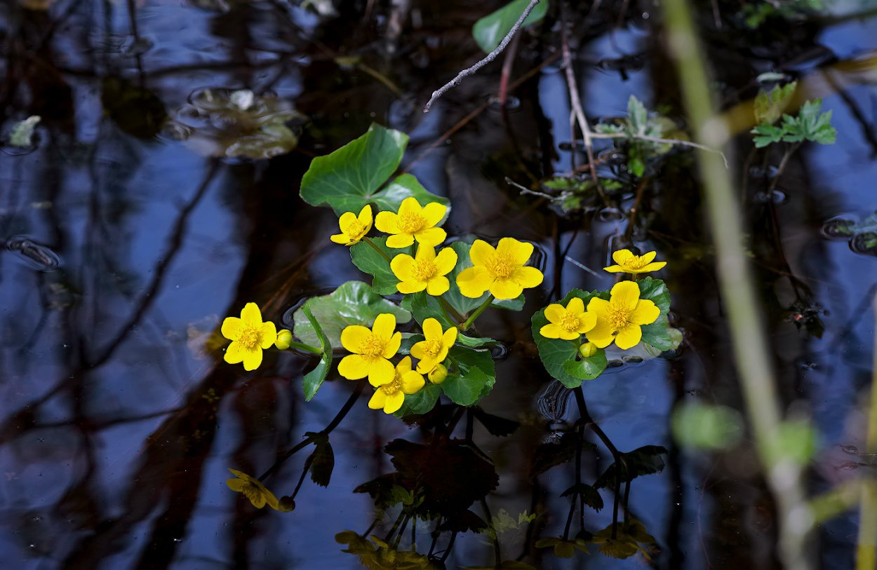 Багульник болотный