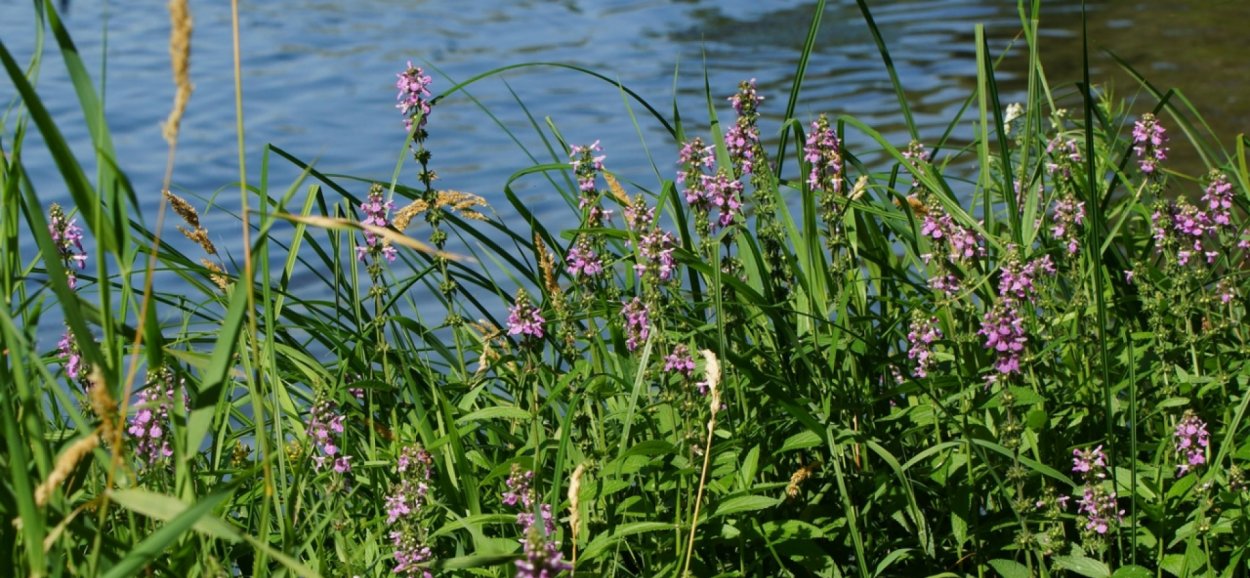 Поля лекарственных растений