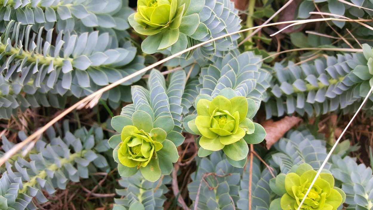 Кубышка Болотная