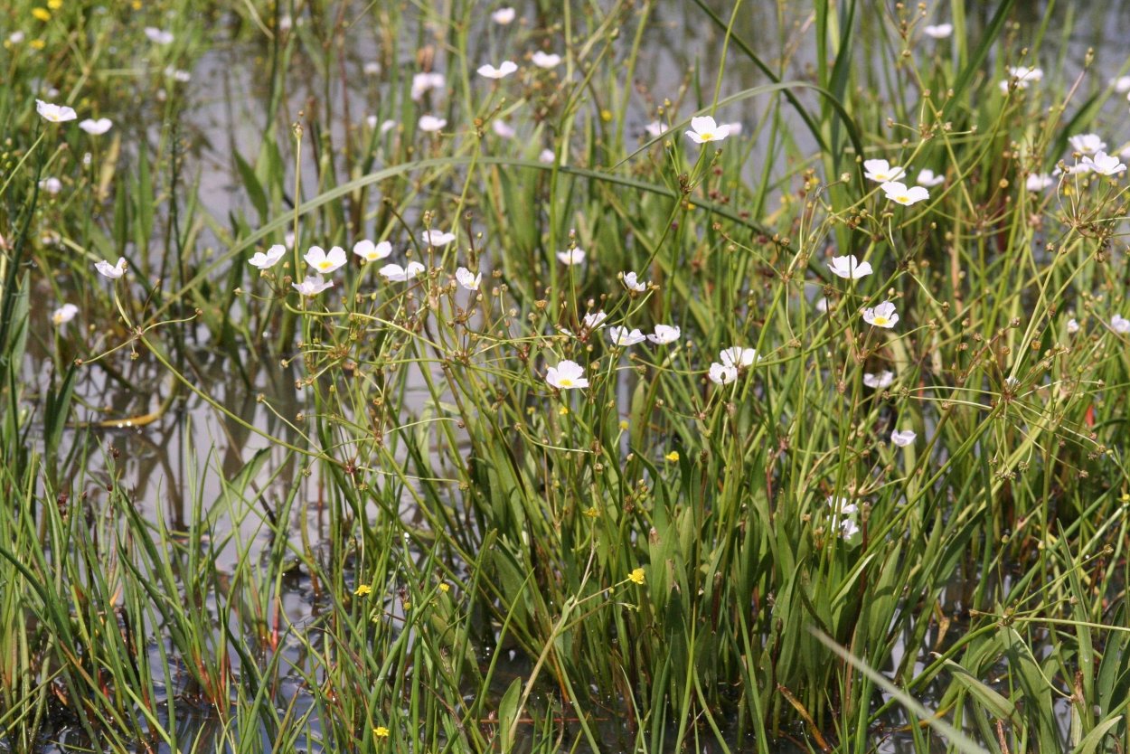 Болиголов пятнистый цикута
