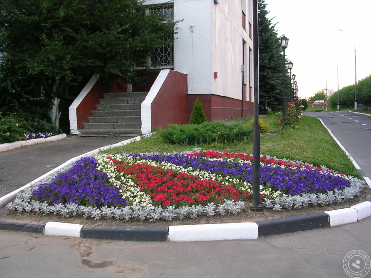 Клумбы бархатцы Сальвия цинерария