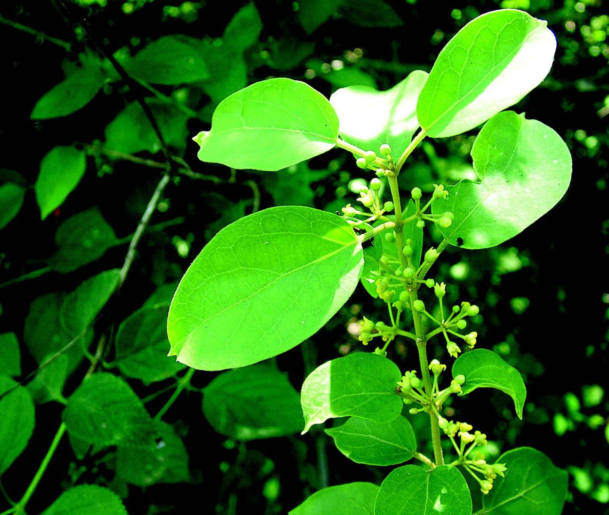 Древесная Лиана Gymnema Sylvestre иллюстрация