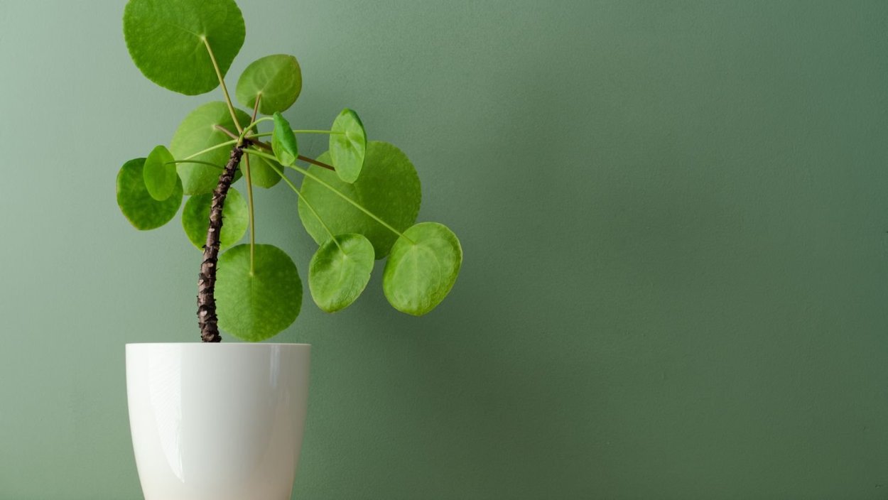 Растения на ВАЗ