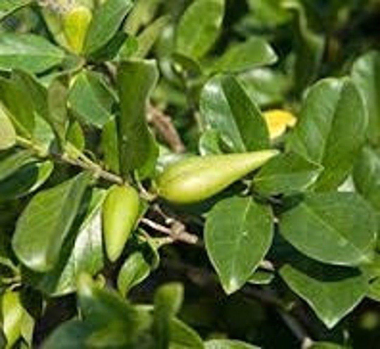 Зеленые листья на белом фоне