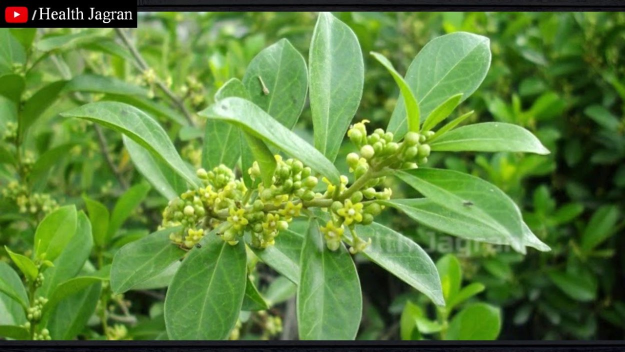 Джимнема Сильвестра экстракт