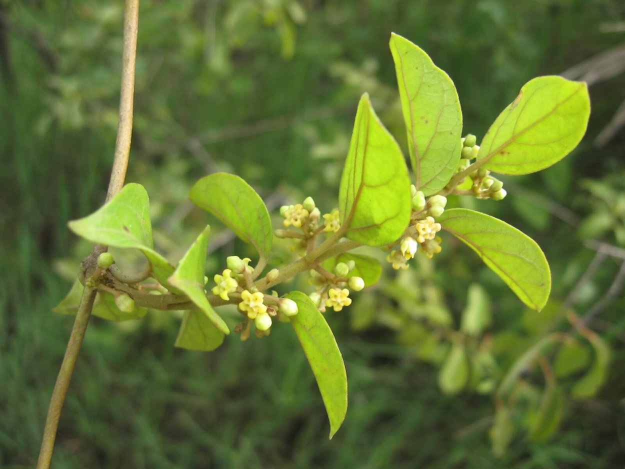 Джимнема Сильвестра
