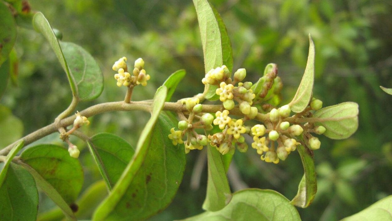 Джимнема Сильвестра