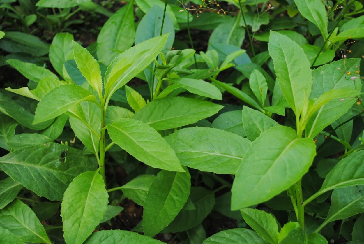 Стол с растениями