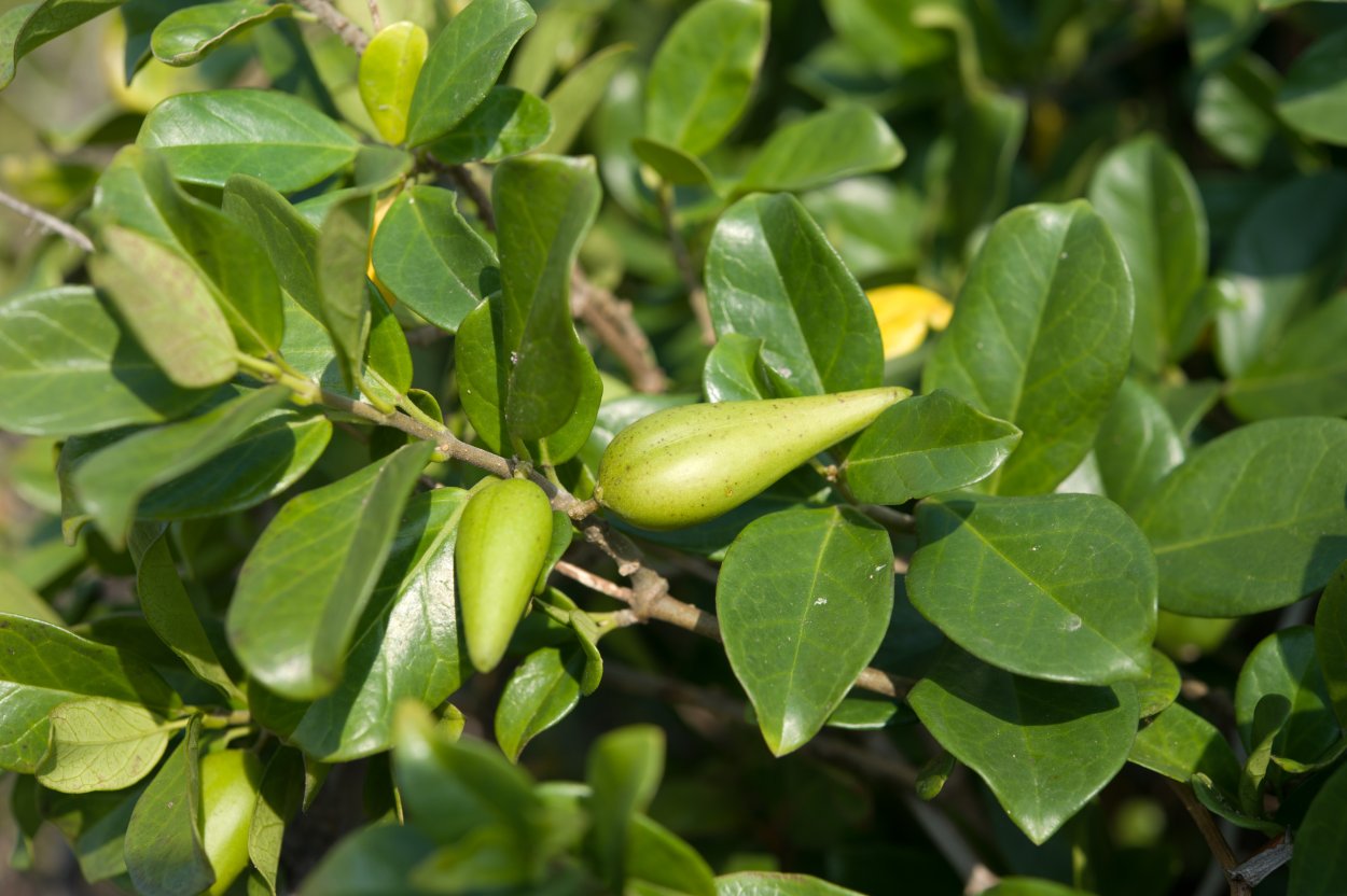 Джимнема Сильвестра растение