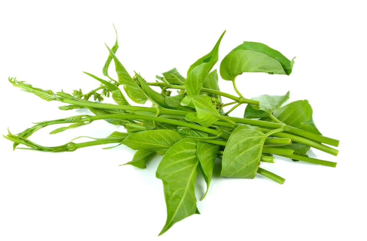 Джимнема свойства