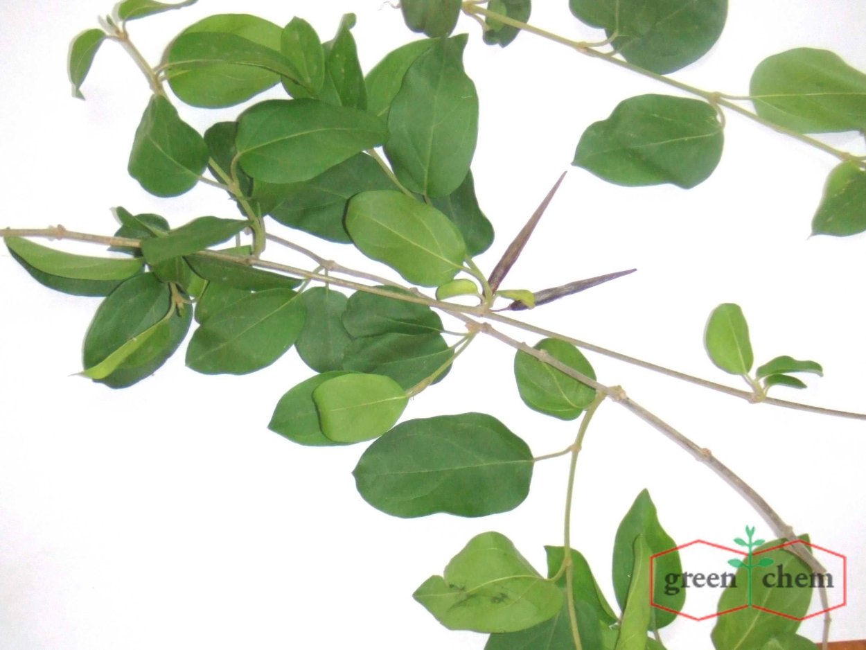 Гимнема Болотная