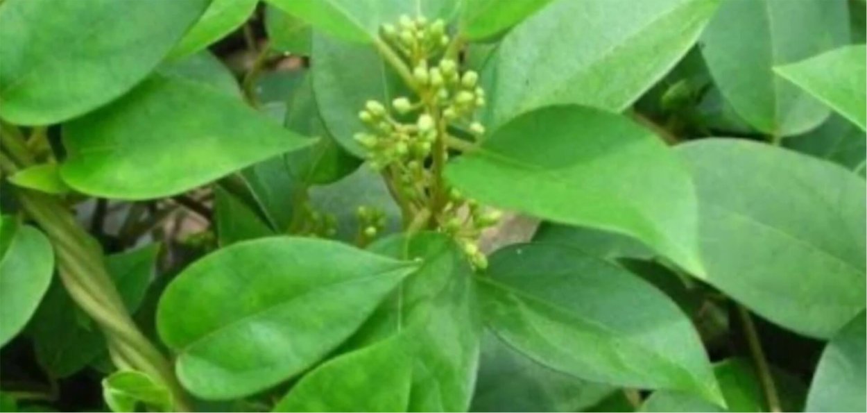 Nature's way гинкго билоба