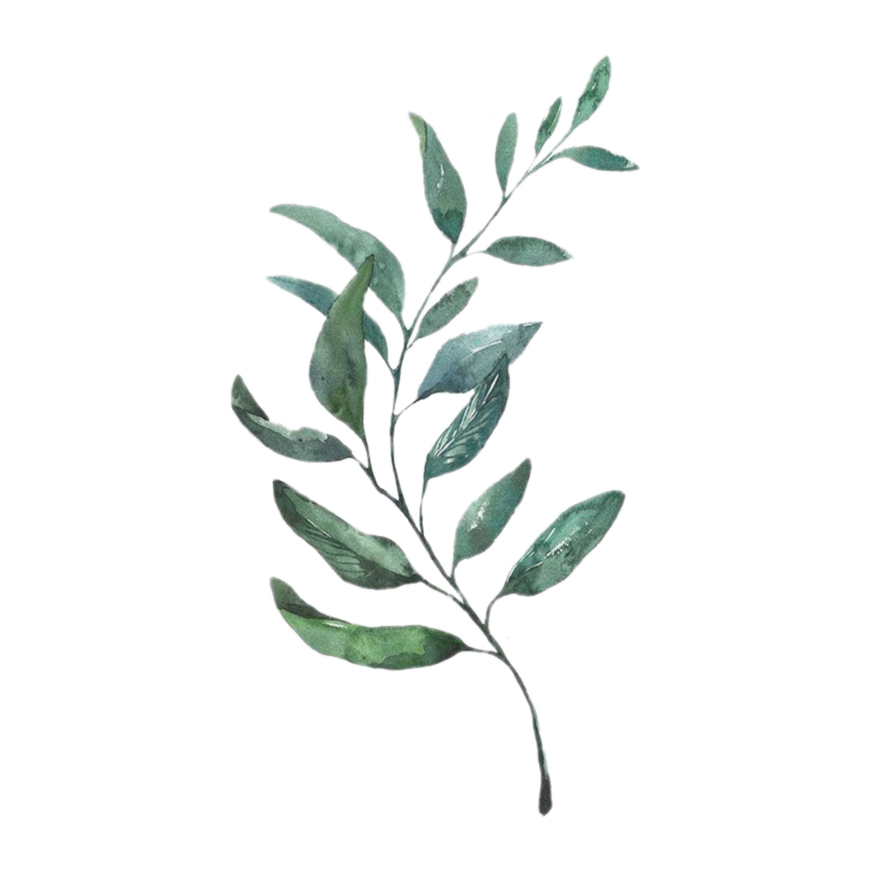 Джимнема Сильвестра экстракт