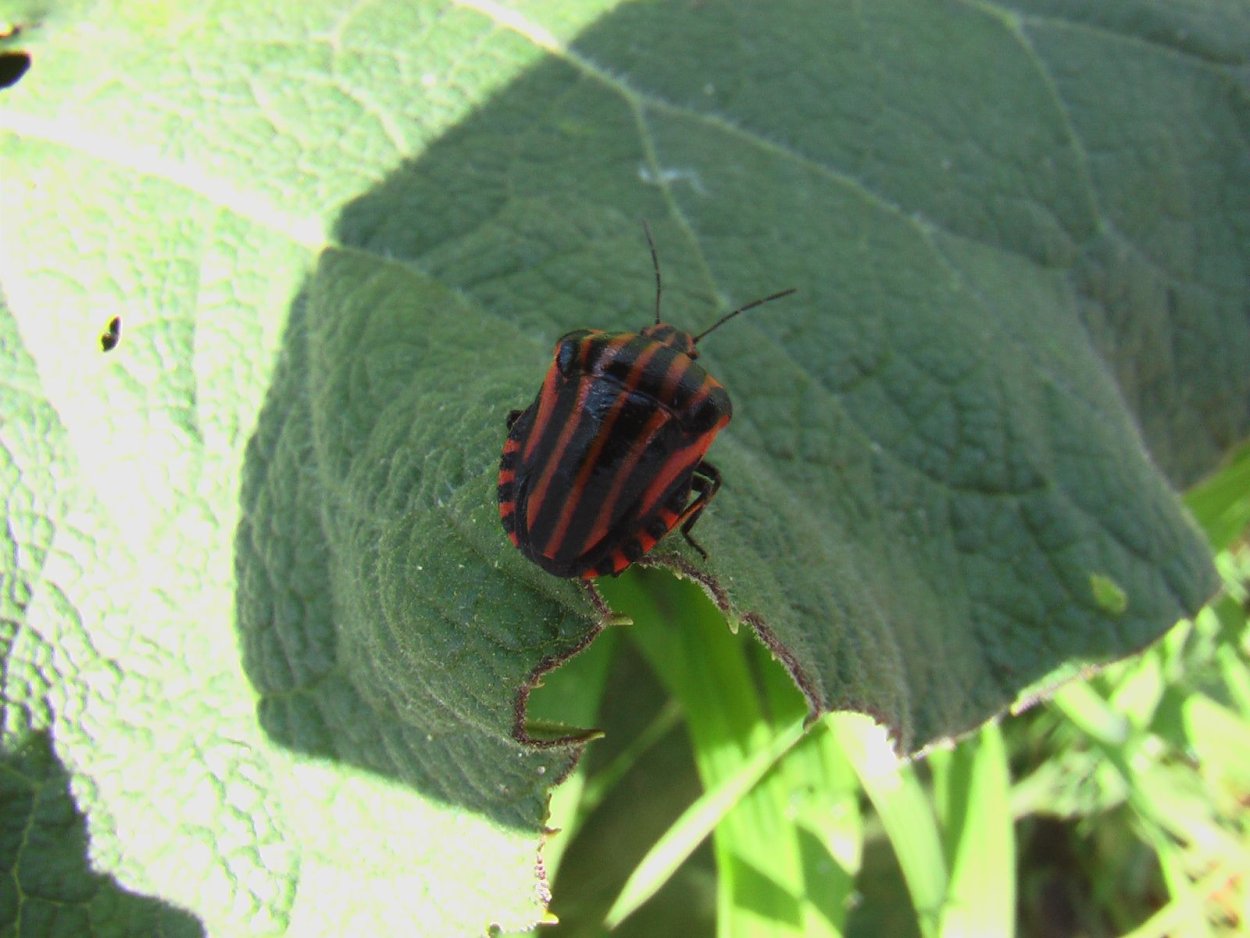 Клоп щитник коричневый