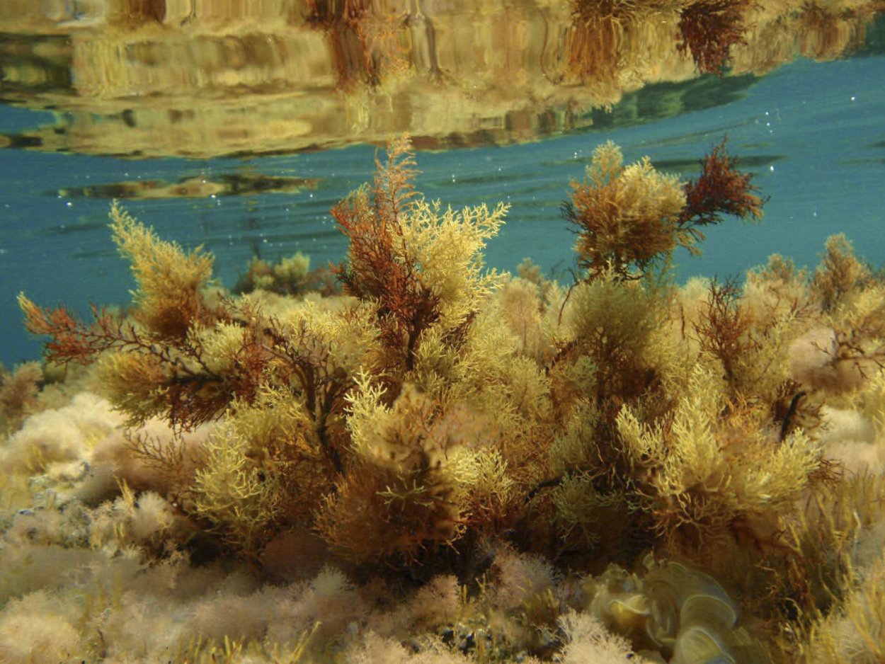 Бурые водоросли цистозейра