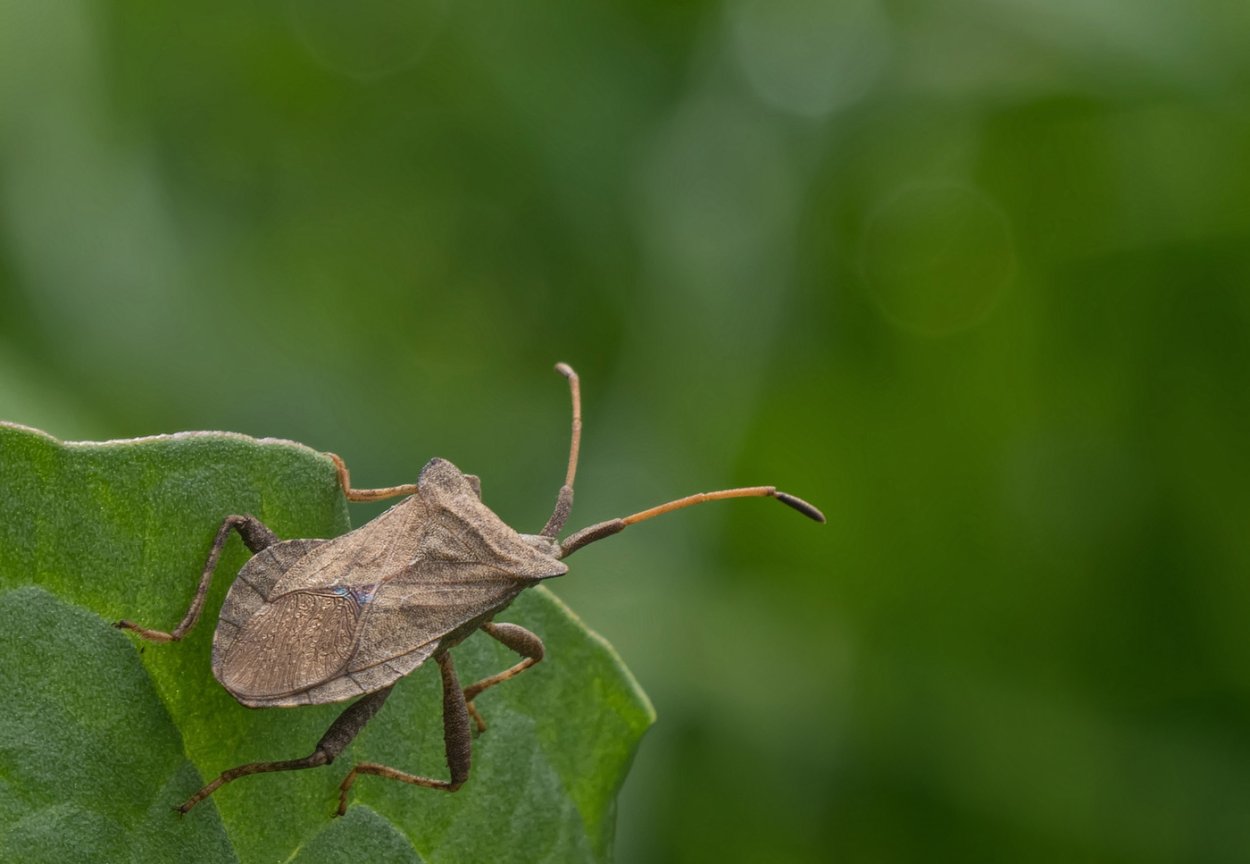 Carpocoris purpureipennis
