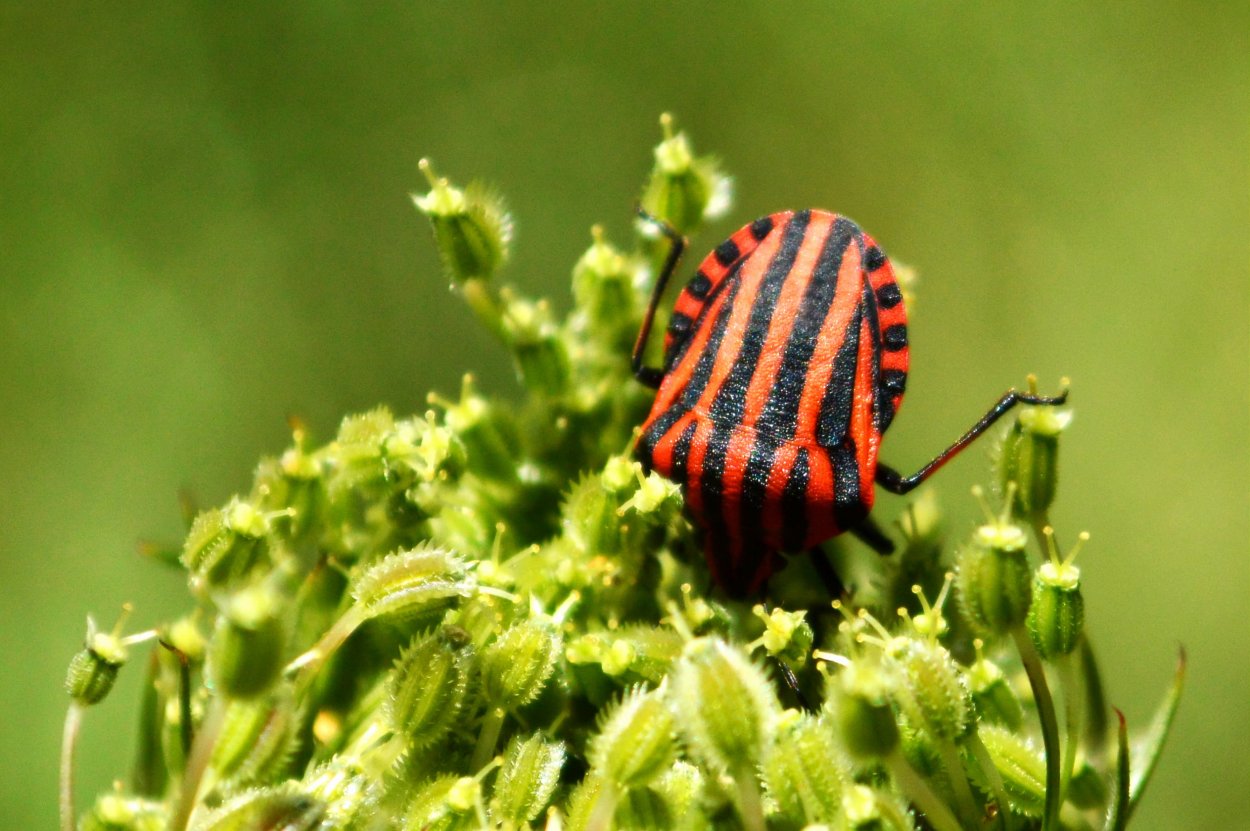 Жук Арбузник