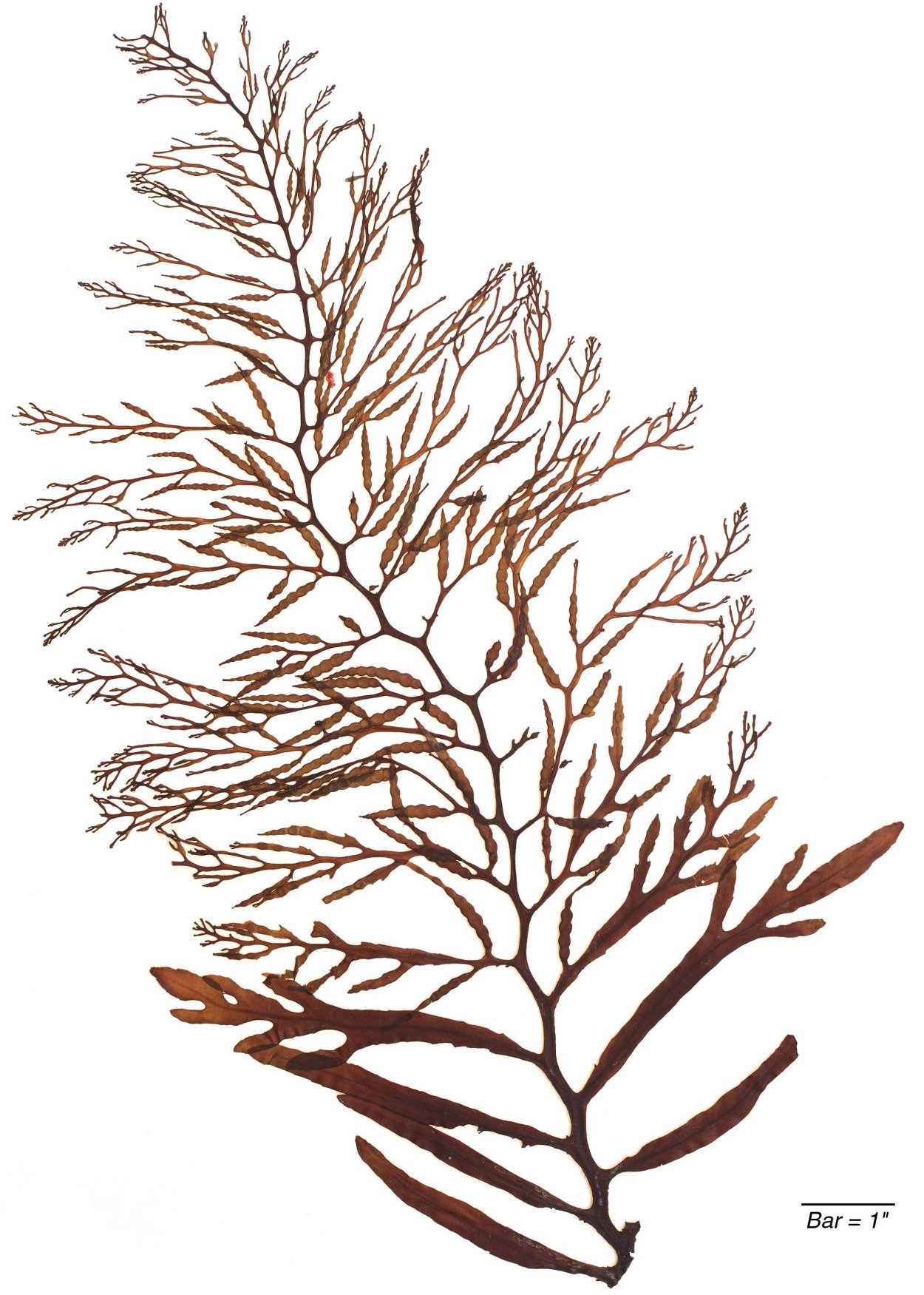 Цистозейра бородатая