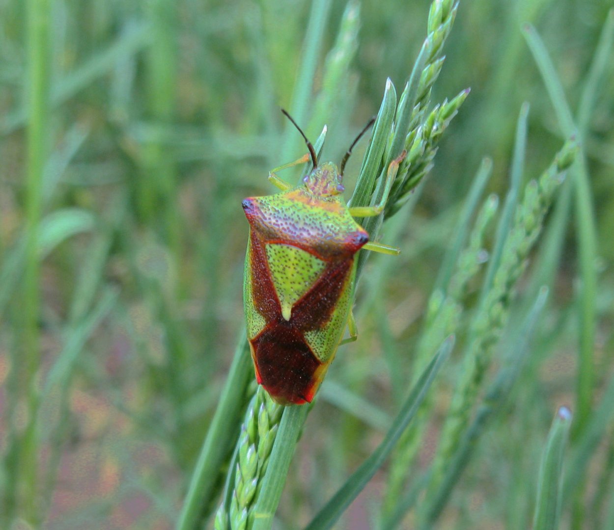 Жук щитник черепашка