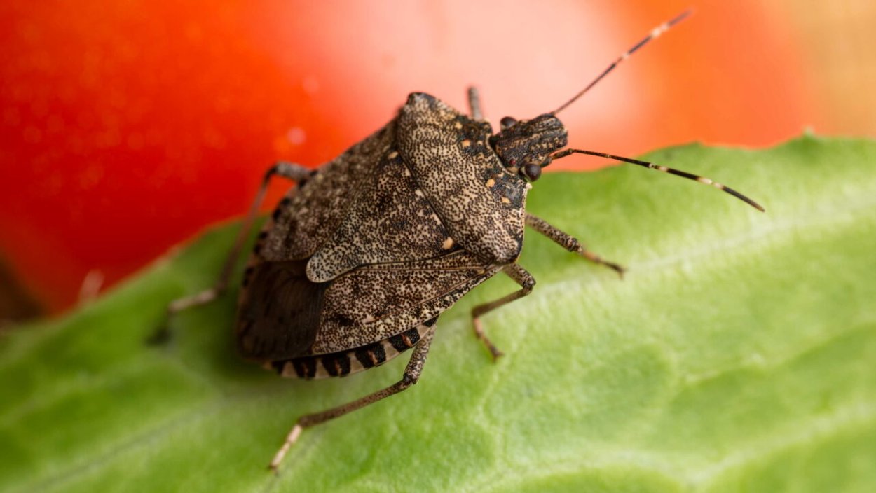 Элия остроголовая Aelia acuminata