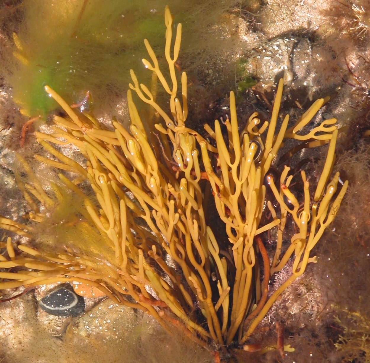 Бурые водоросли цистозейра