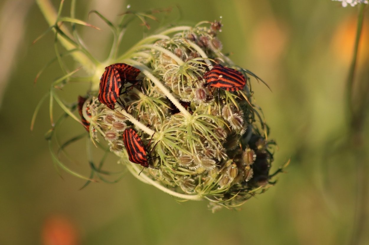 Hemiptera, Pentatomidae