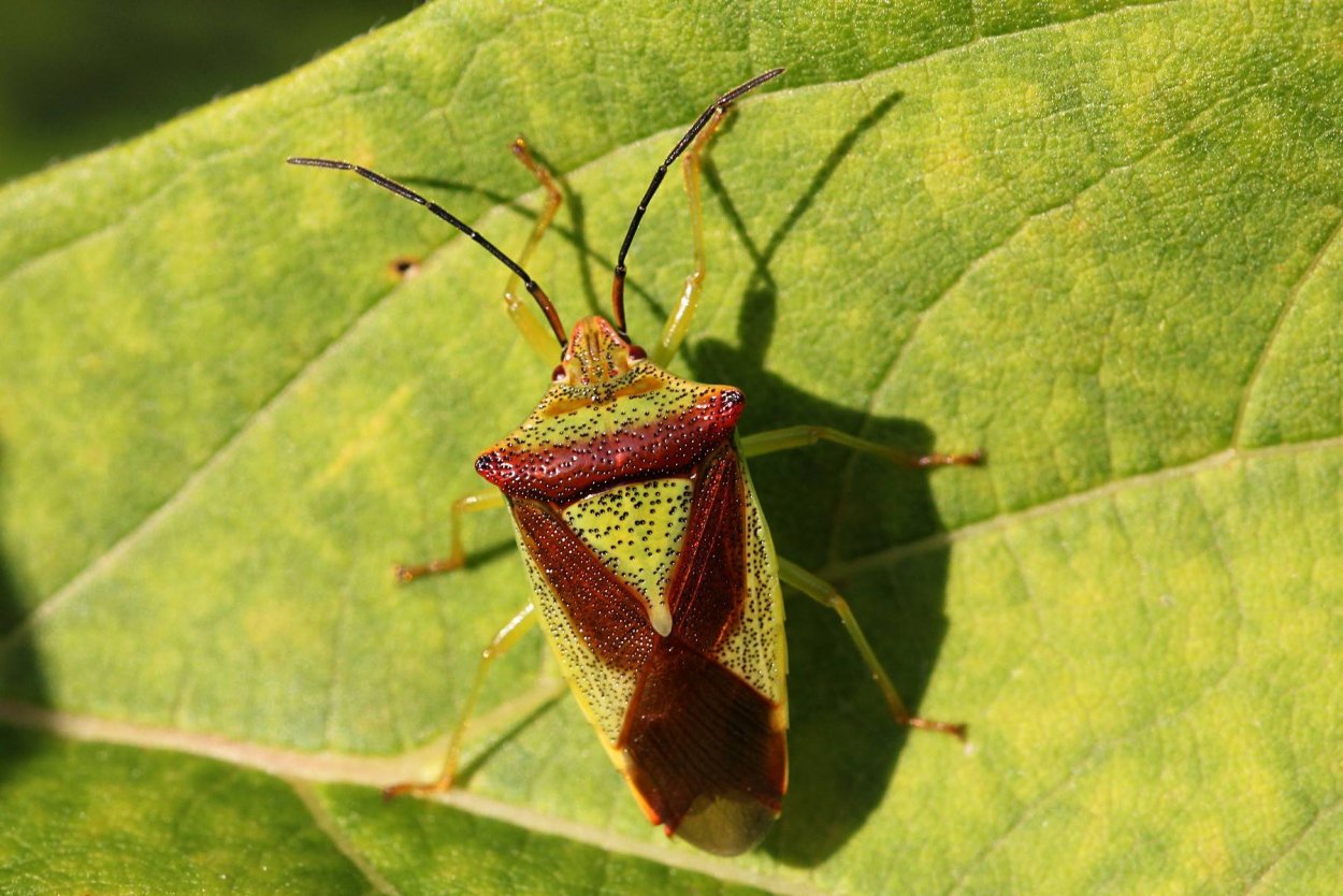 Клоп вонючка под микроскопом