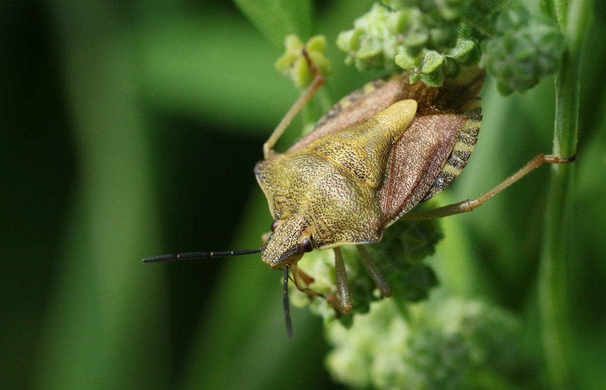 Клоп щитник пятнистый