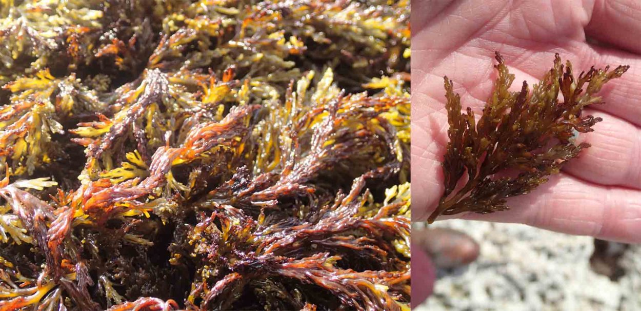 Эктокарпус гербарий