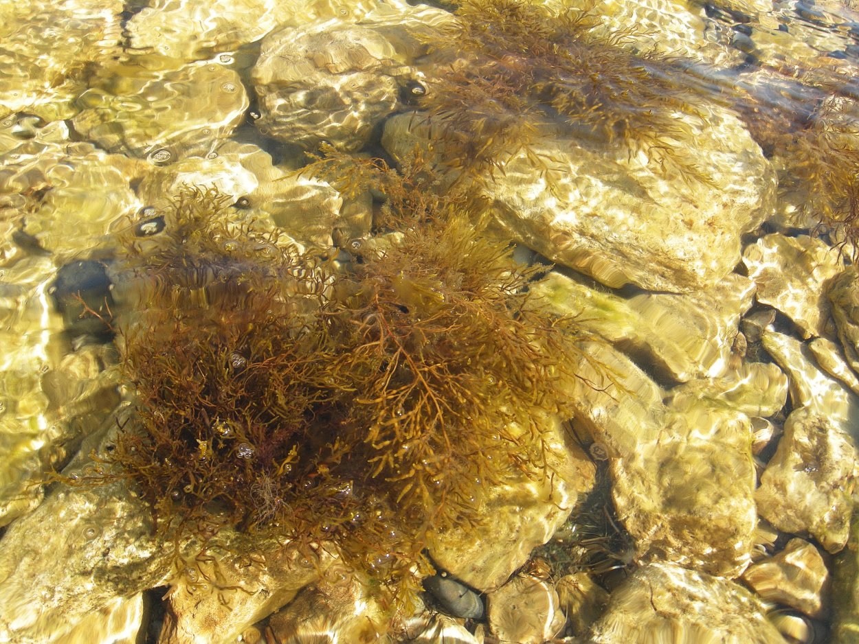 Цистозейра водоросли строение