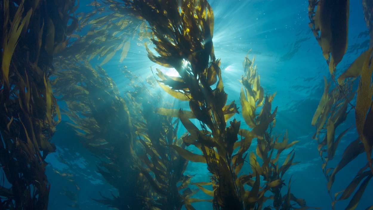 Ламинария и цистозейра