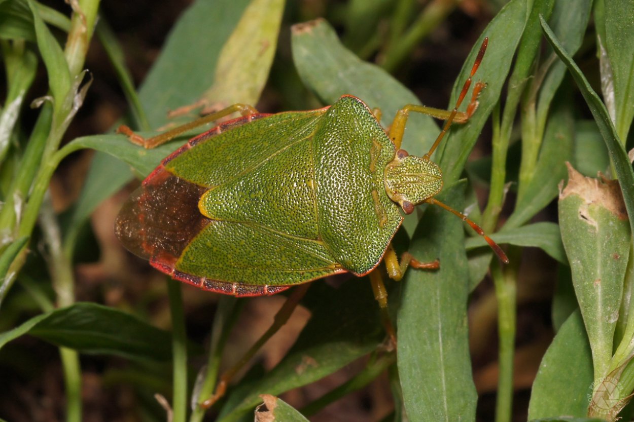 Кормовые насекомые