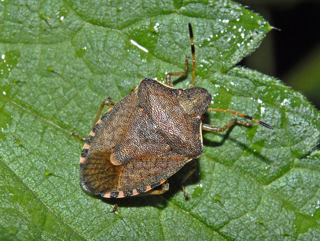 Щитник березовый